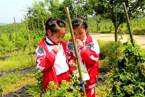 九江市外國(guó)語(yǔ)實(shí)驗(yàn)小學(xué)到禮淶景區(qū)開(kāi)展 踐行勞動(dòng)教育,傳承農(nóng)耕文化 主題活動(dòng)